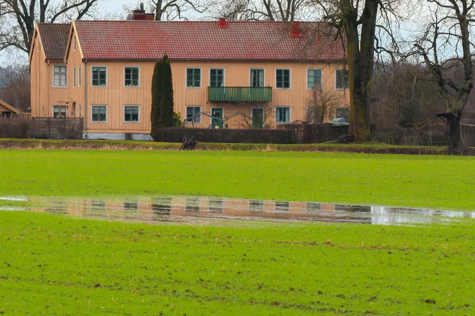 Standing rainwater in a grassy residential yard.